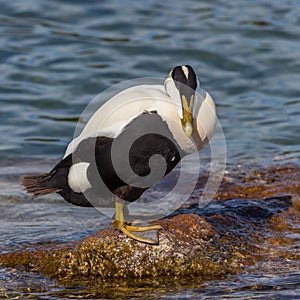 Male eider duck somateria mollissima standing on rock in water