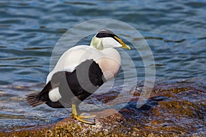 Male eider duck somateria mollissima standing on stone in water