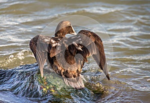 Male Eider duck spreading it`s wings