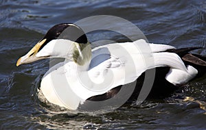 Male Eider duck swimming in sea