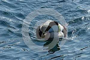 Male Eider Duck.
