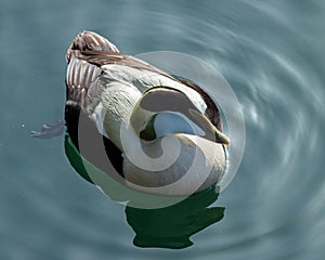 Male Eider Duck.