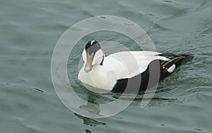 A male Eider (Somateria mollissima) swimming on the sea. photo