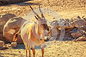 Male Eland Antelope