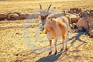 Male Eland Antelope