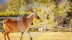 Male Eland Antelope