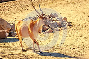 Male Eland Antelope