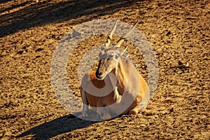 Male Eland Antelope