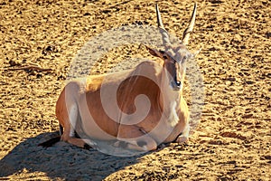 Male Eland Antelope