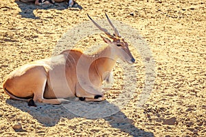 Male Eland Antelope