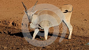 A male eland antelope drinking at a muddy waterhole, Mokala National Park, South Africa