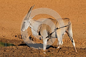 A male eland antelope drinking at a muddy waterhole, Mokala National Park, South Africa