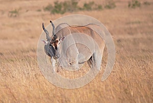 Male eland antelope grazing at masai mara in kenya