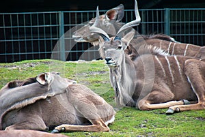Male eland antelope looking at a female