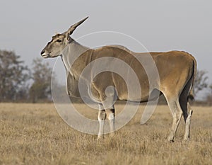 Male eland in osenneey steppe. photo