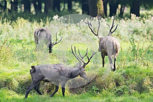 Male elaphure in forest