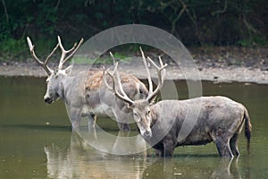 Male elaphure in water