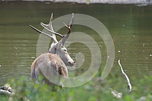 Male elaphure in water