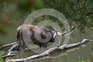 Male elaphure in water