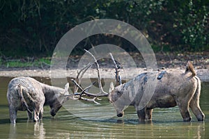 Male elaphure in water