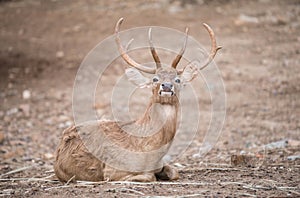 Male eld deer