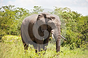 Male elephant