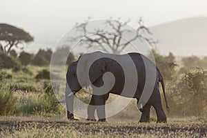 Male Elephant at Amboseli National Park