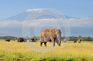 Male elephant in amboseli national park, Mt. kilimanjaro in background