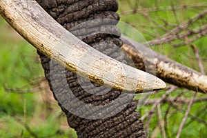 Male Elephant with big tusks walks through the Grasslands of the Kruger Park