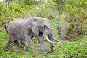 Male Elephant with big tusks walks through the Grasslands of the Kruger Park