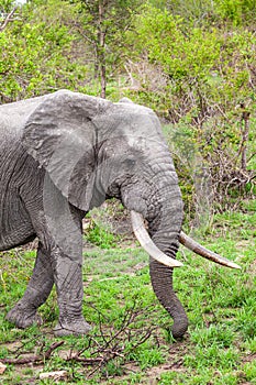Male Elephant with big tusks walks through the Grasslands of the Kruger Park