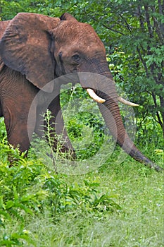 Male elephant in the brush trunk extended