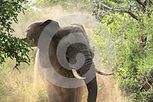 Male Elephant