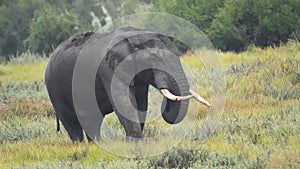 Male elephant eating in a nature reserve in Kenya, Africa, on a rainy