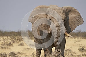 Male elephant in Etosha National Park, Namibia