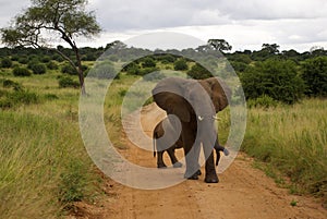 Male elephant garding small elephant photo