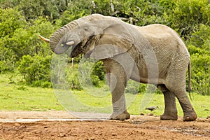 Male elephant having a drink at a waterhole