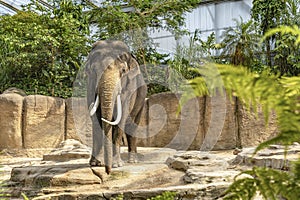 A male elephant with huge tusks in a zoo in Emmen, Netherlands