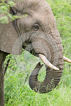 Male elephant with Ivory tusks eating brush in Umfolozi Game Reserve, South Africa, established in 1897