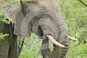 Male elephant with Ivory tusks eating brush in Umfolozi Game Reserve, South Africa, established in 1897