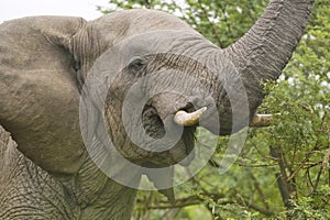 Male elephant with Ivory tusks eating brush in Umfolozi Game Reserve, South Africa, established in 1897 photo