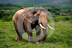 Male elephant with ivory tusks roams Khaoyai National Park