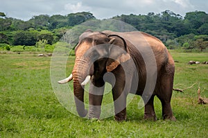 Male elephant with ivory tusks roams Khaoyai National Park