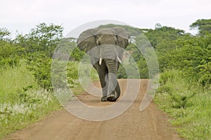 Male elephant with Ivory tusks walking down road through Umfolozi Game Reserve, South Africa, established in 1897