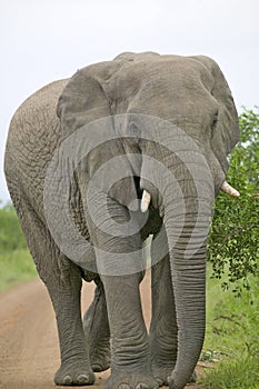 Male elephant with Ivory tusks walking down road through Umfolozi Game Reserve, South Africa, established in 1897