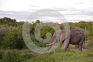 Male elephant in Kruger National park