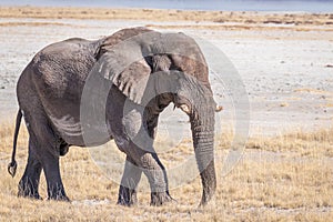 A male elephant ( Loxodonta Africana) walking through the salt pan, Etosha National Park, Namibia.