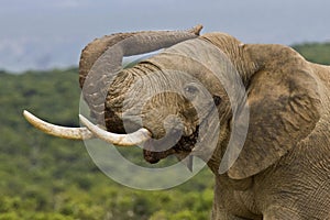 Male elephant in musth