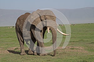 Male elephant in Ngorongoro, Tanzania