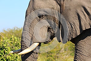 Male elephant photo